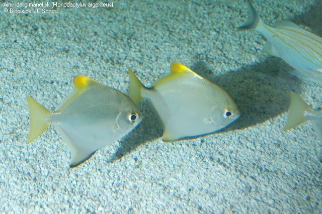 månefisk 3.jpg