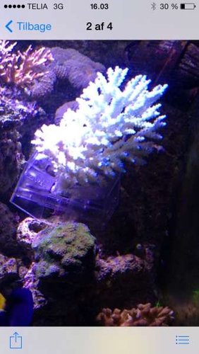 Acropora hvid med blå og gule tutter