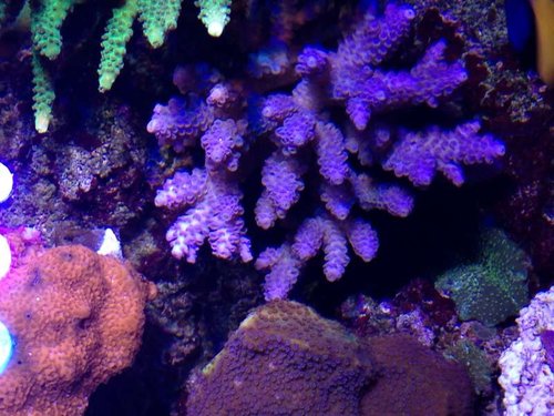 Blå acropora millopora