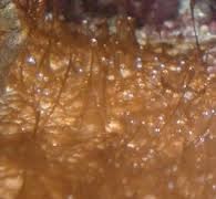 Dinoflagellater - "dinoer"