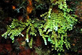 Halimeda