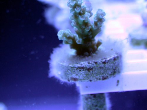 White slime "algae"