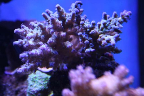 Lilla acropora.JPG