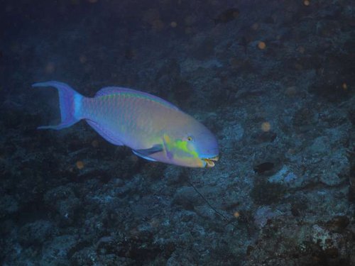 Maldiverne 1.JPG