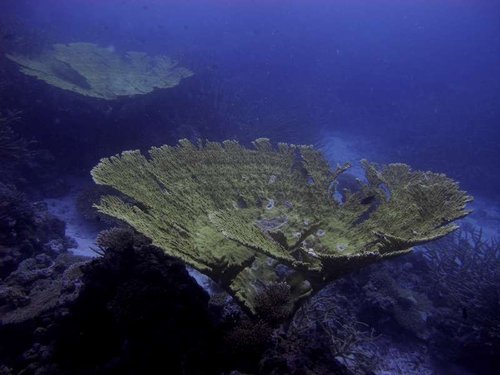 Maldiverne 185.JPG