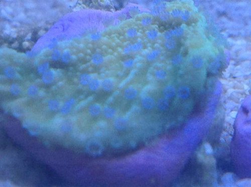 Montipora plade med blå polypper.