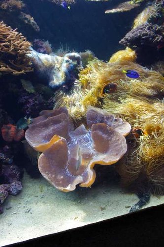 Tridacna Gigas