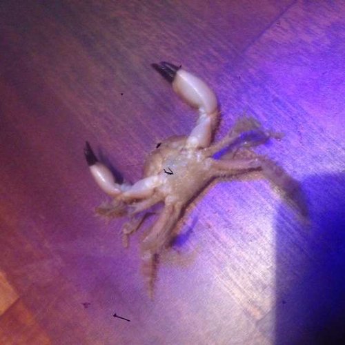 image.jpg