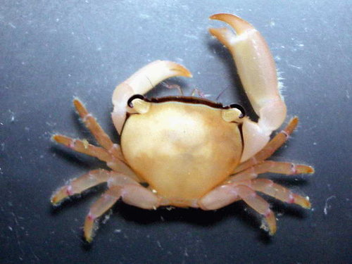 Tetralia_nigrolineata.jpg