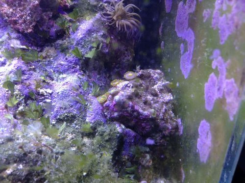 Sunset zoa
