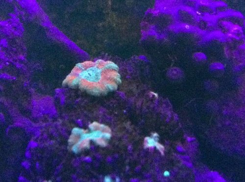 Acan i 405nm