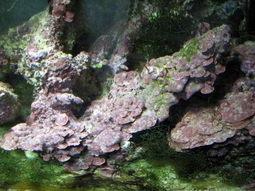 refigium