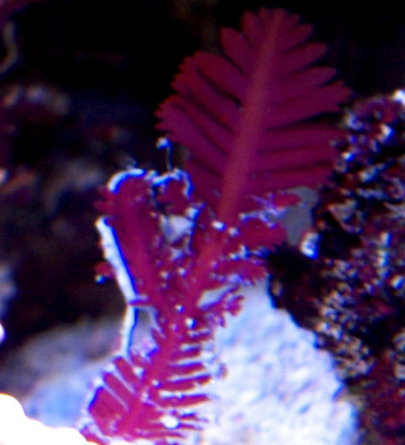 DSCF9378b.jpg