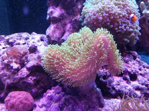 Sarcophyton elegans green. den er vel 10 cm i diameter