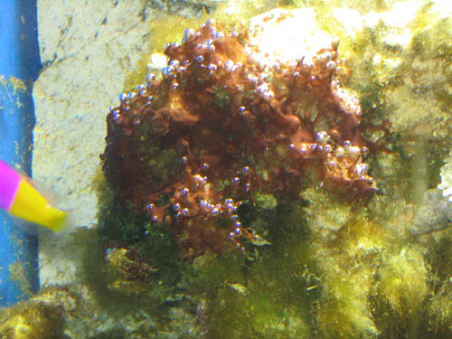 cyano.jpg