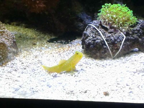 yellow watchman goby 4.jpg
